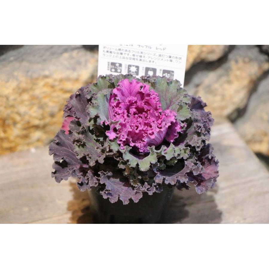 ハボタン ラッフルレッド 3号ポット苗 葉牡丹 寄せ植え 花壇のサムネイル