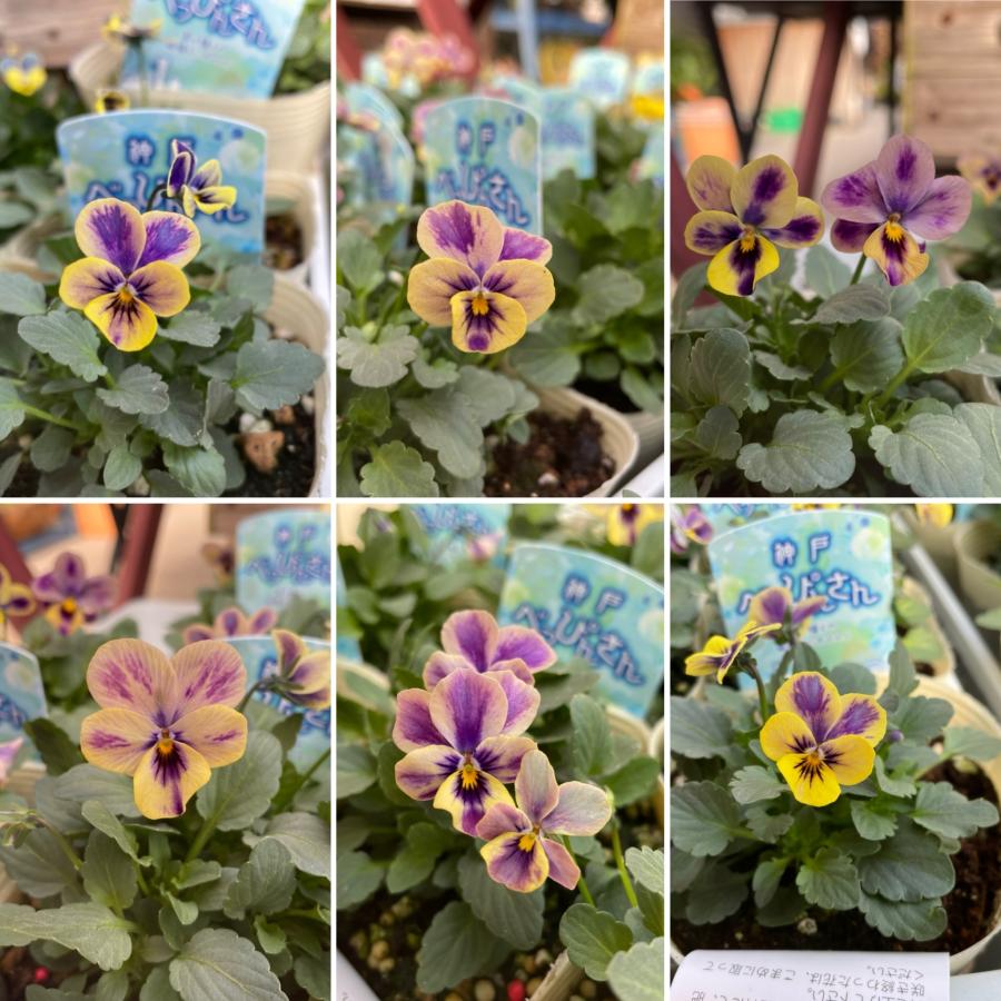 ビオラ 神戸べっぴんさん 夢紡ぎ アソート 3.5号ポット苗 寄せ植え 花壇 鉢植え お洒落 オシャレ 冬の花 花のサムネイル