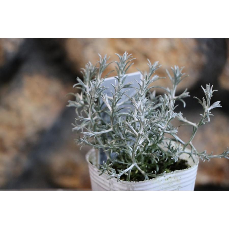 カロケファルス プラチーナ 2.5〜3号ポット苗 寄せ植え 花壇 カラーリーフ