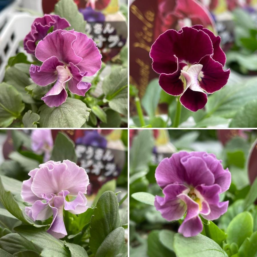 フリル咲き ビオラ ぞうさんビオラ ピンクミックス 3.5号ポット苗 寄せ植え 花壇 鉢植え お洒落 オシャレ 冬の花 花のサムネイル