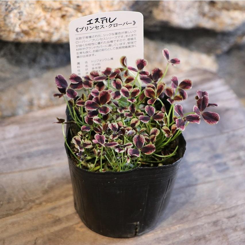 プリンセスクローバー エステル 3号ポット苗 クローバー 寄せ植え 花壇 鉢植え お洒落 オシャレ カラーリーフ グランドカバー