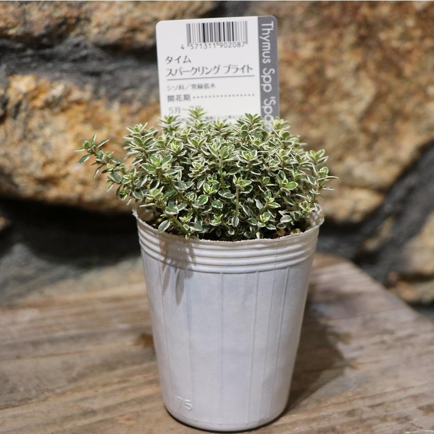 樂天商城 - タイム スパークリングブライト 2.5〜3号ポット苗 ハーブ 寄せ植え 花壇 鉢植え お洒落 ハーブティー お料理 カラーリーフ グランドカバー