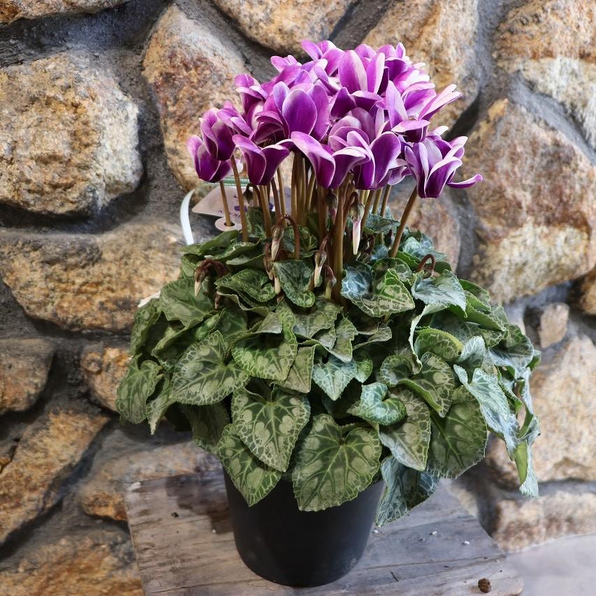 ブルーシクラメン 胡蝶 5号鉢 底面潅水鉢 大栄花園 シクラメン ブルー 青花 鉢花 ギフト プレゼント お歳暮 室内 お洒落 オシャレ 冬の花 花 希少種