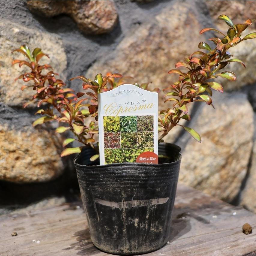 コプロスマ パシフィックサンセット 3.5号ポット苗 寄せ植え 花壇 鉢植え お洒落 オシャレ カラーリーフ コプロスマはつややかな葉で、品種により斑入りや葉色の変化などが特徴的な常緑低木です。 寄せ植えや花壇のワンポイントとして、オススメのカラーリーフプランツです。 「パシフィックサンセット」は、シックなワイン色が縁に入り、中央は鮮やかな赤色となる品種です。晩秋に気温が低くなるにつれて紅葉し葉色は深みを増します♪ 春～夏の成長期には、爽やかなグリーンの斑入り葉が楽しめ、季節によって違った葉色が楽しめます。 ※生き物につき、状態は日々変化します 3.5号（直径10.5cm) ビニールポット植えです。 ※写真はイメージです。お届け時の生育状況には個体差があります。写真と異なることがありますので、ご了承ください。 ※実店舗でも併売しています。在庫切れの際はご了承ください。 ■科名　アカネ科 ■原産地　オーストラリア、ニュージーランド ■背丈　20～150cm ■タイプ　半耐寒性常緑低木 ■花期　5～6月、10～12月 栽培方法： 日陰でも育ちますが、日当たりのよい場所で育てたほうが徒長せず、また葉色が鮮やかになります。耐寒性がやや弱いので、暖地以外では鉢植えで育てるか、地植えの場合は冬に掘り上げ室内に取り込みます。耐寒温度は-5℃程度までです。水やりは、土が乾いたらたっぷりと水やりをします。肥料は、元肥として緩効性化成肥料を植えつけ場所の土や用土に混ぜておきます。鉢植えの場合のみ、春と秋の成長期に液体肥料または緩効性の固形肥料を追肥しますが、多肥にすると葉色が悪くなるので注意します。