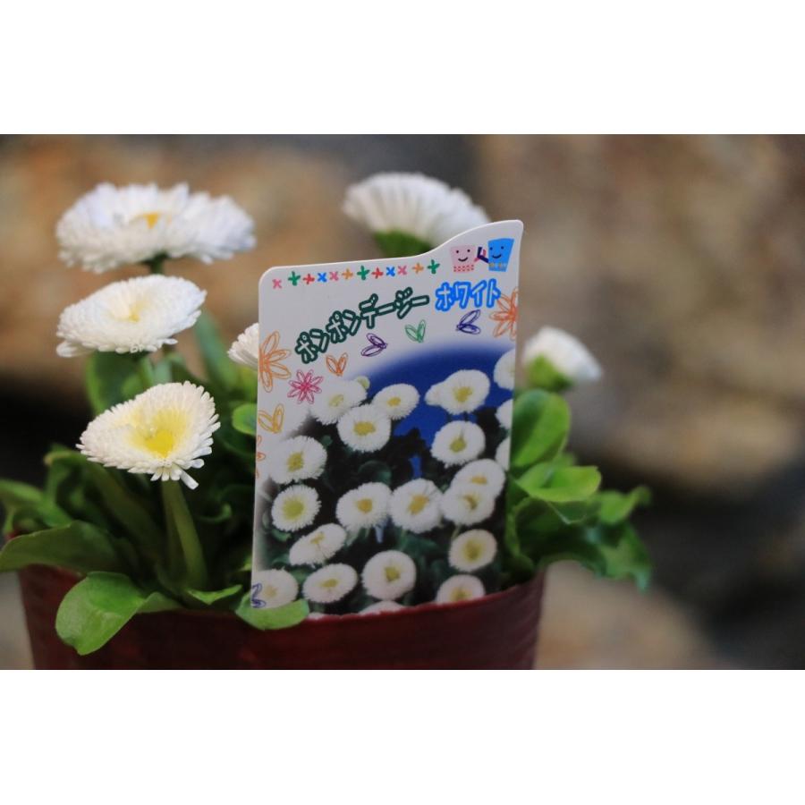 �ݥ�ݥ�ǡ����� �ۥ磻�� 3��3.5��ݥå��� �󤻿��� ���� ȭ���� ��ޯ�� ������� �İ��� ���襤�� �դβ� �ߤβ� �� �� �鿴��