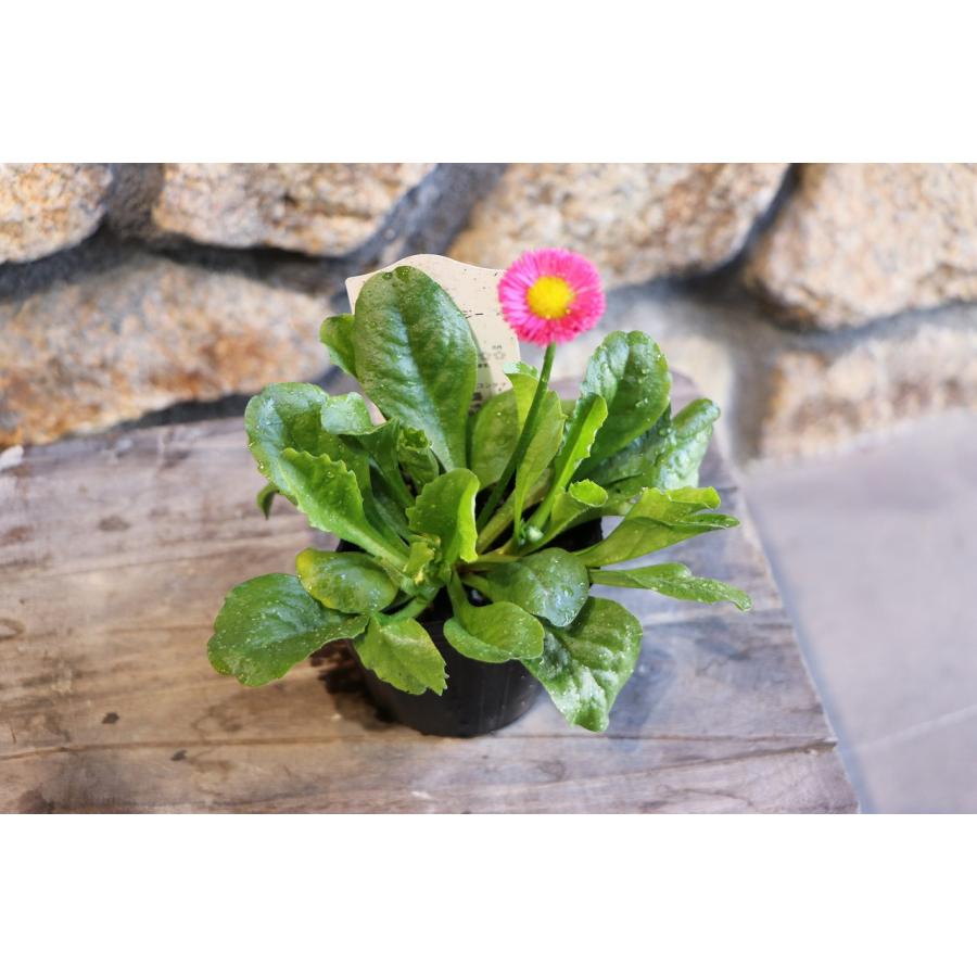 �ݥ�ݥ�ǡ����� �ԥ� 3��3.5��ݥå��� �󤻿��� ���� ȭ���� ��ޯ�� ������� �İ��� ���襤�� �դβ� �ߤβ� �� �� �鿴��