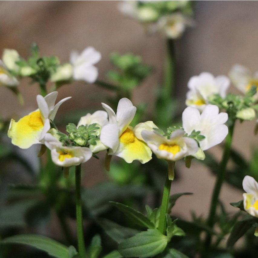 樂天商城 - 宿根ネメシア レモンスカッシュ 3.5号ポット苗 寄せ植え 花壇 鉢植え お洒落 オシャレ 可愛い 冬の花 春の花 花