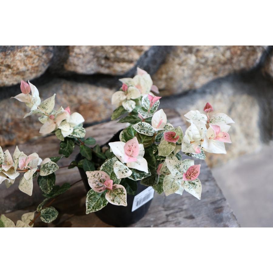 �ϥĥ業������ 3��ݥå��� ���顼�꡼�� �ԥ� �󤻿��� ����