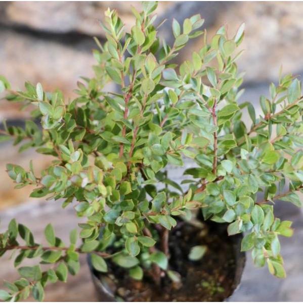 ネイティブブルーベリー プリティ 2.5～3号ポット苗 ブルーベリー 寄せ植え 花壇 果樹 カラーリーフのサムネイル