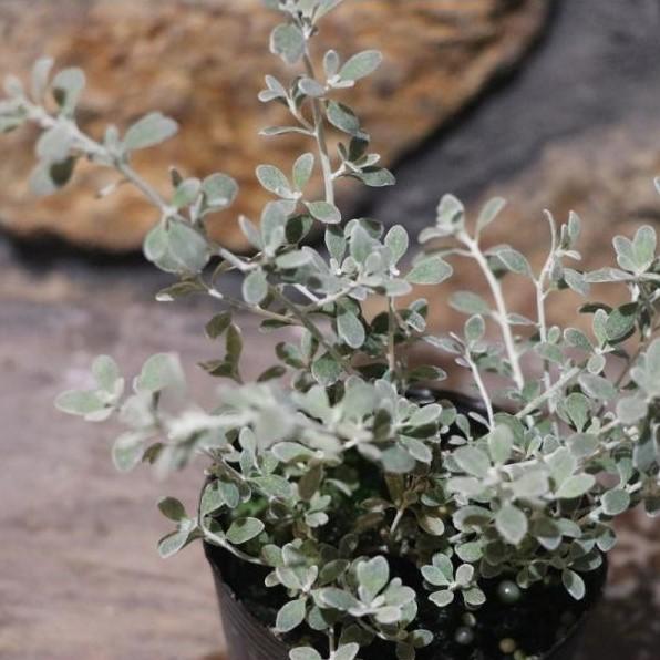オレアリア リトルスモーキー 2.5〜3号ポット苗 寄せ植え 花壇 カラーリーフ