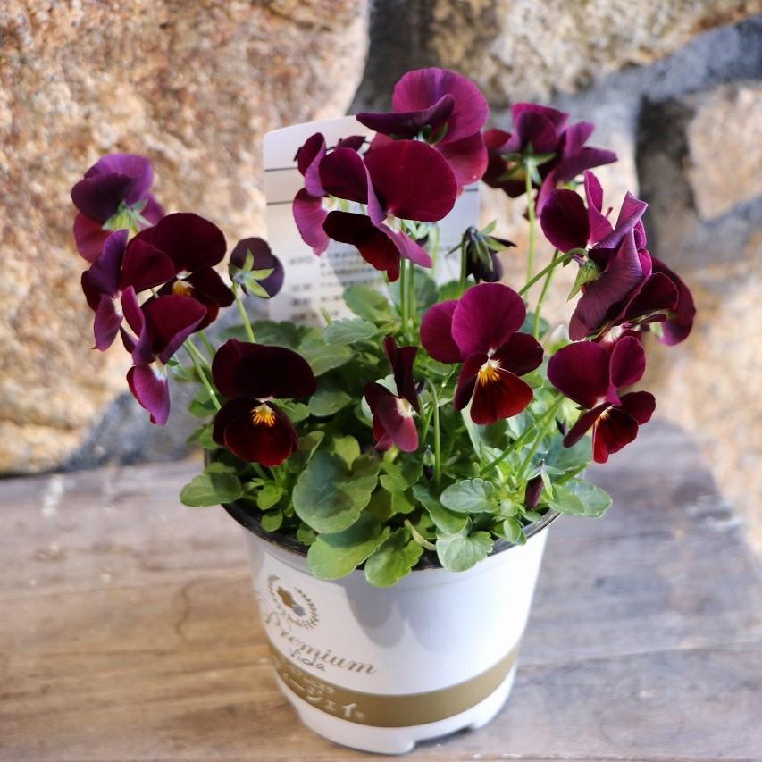 プレミアムビオラ ディージェイ バーガンディ 3.5号ポット苗 DJビオラ ビオラ 寄せ植え 花壇 鉢植え お洒落 オシャレ 可愛い 冬の花 花のサムネイル