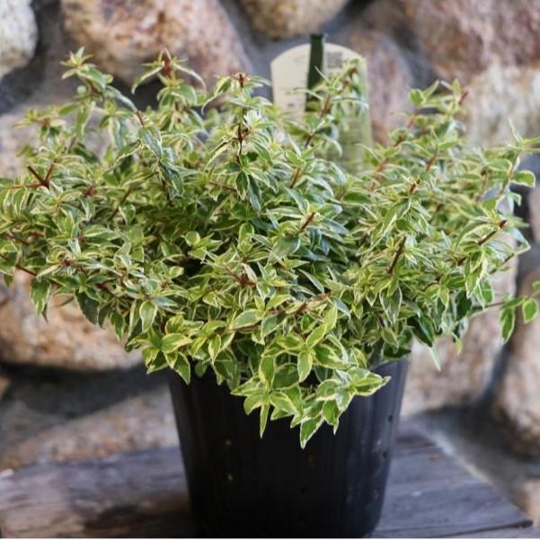 斑入り アベリア ラディアンス 5号ポット苗 植木 苗木 カラーリーフのサムネイル