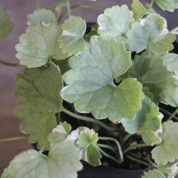 グレコマ バリエガータ 2.5〜3号ポット苗 カキドオシ カラーリーフ 寄せ植え 花壇のサムネイル