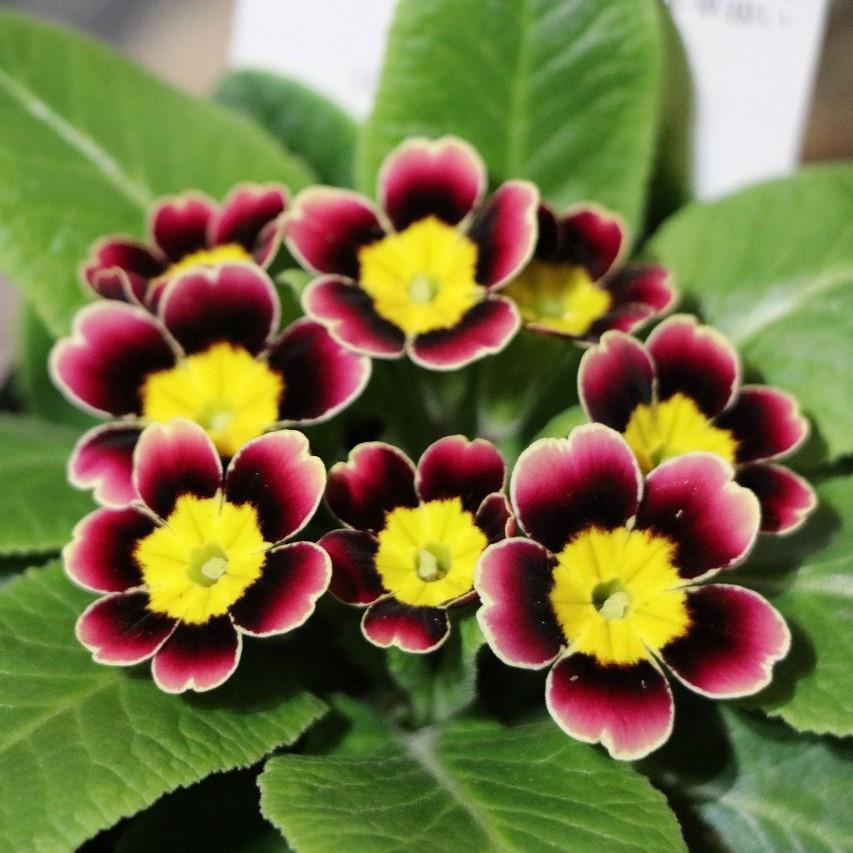 プリムラジュリアン ビクトリアーナ プラネット 3号ポット苗 ジュリアン 寄せ植え 花壇 鉢植え お洒落 オシャレ シック 冬の花 春の花 花のサムネイル