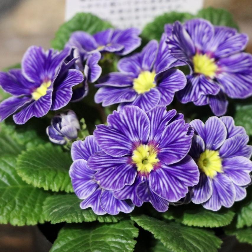 プリムラジュリアン ゼブラ 3号ポット苗 ジュリアン 寄せ植え 花壇 鉢植え お洒落 オシャレ シック 可愛い 冬の花 春の花 花 希少種のサムネイル