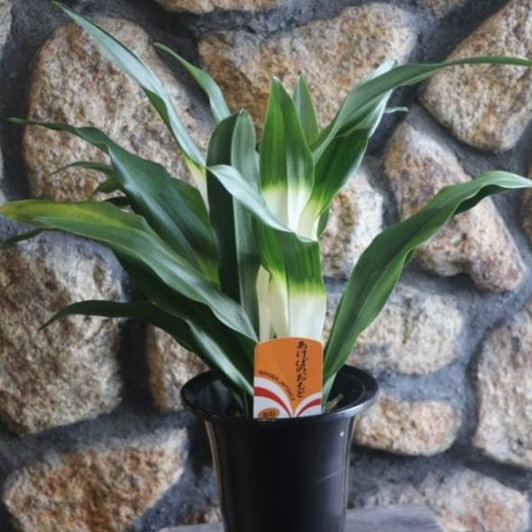 オモト あけぼの 5.5号鉢 万年青 曙 プレゼント お祝 引っ越し 引越 新築 和 和テイスト モダン 縁起