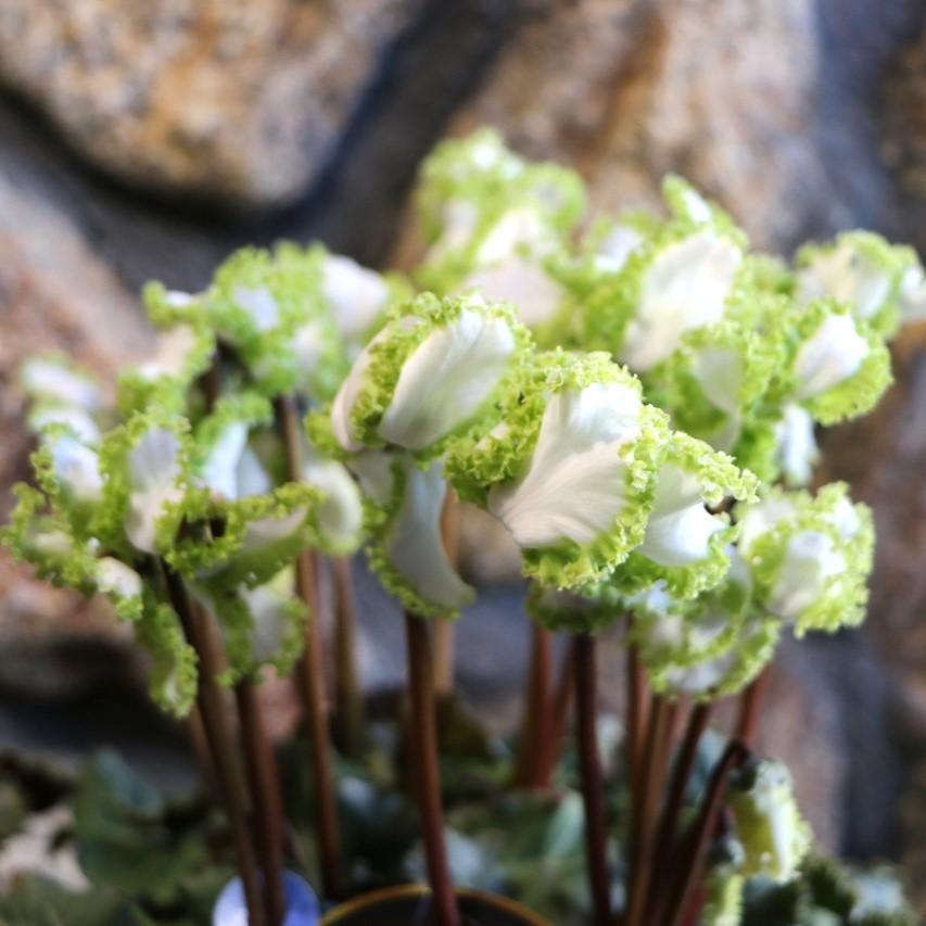 �Ѥ��餭 �ץ�ߥ��ॷ������ �������ץ�󥻥� 5��ȭ ���̴ÿ�ȭ �������� ȭ�� ���ե� �ץ쥼��� ������ ���� ��ޯ�� ������� �ߤβ� �� ������