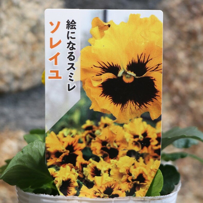 フリル咲き パンジー 絵になるスミレ ソレイユ 3.5号ポット苗 サカタのタネ 寄せ植え 花壇のサムネイル