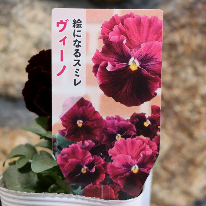 フリル咲き パンジー 絵になるスミレ ヴィーノ 3.5号ポット苗 サカタのタネ 寄せ植え 花壇