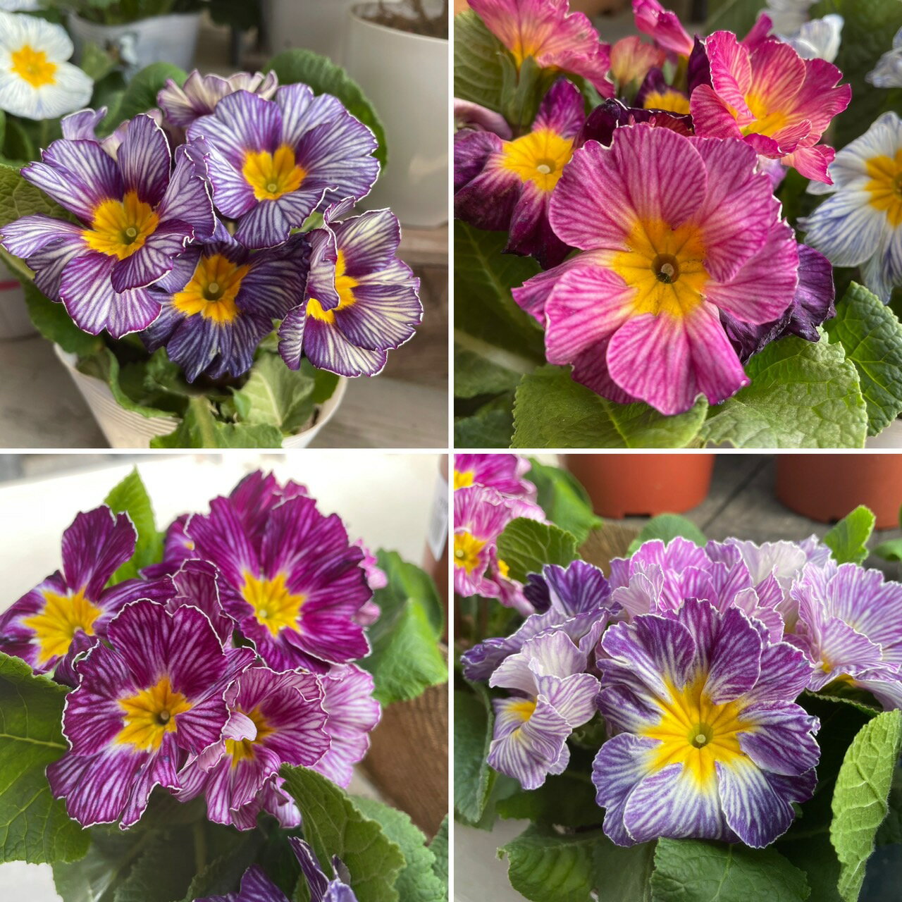 プリムラポリアンサの商品画像