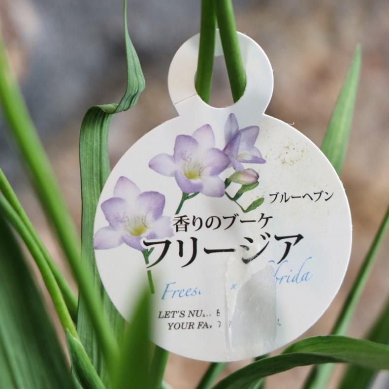 一重咲きフリージアブルーヘブン4号鉢鉢花球根寄せ植え花壇鉢植えお洒落オシャレ可愛い香り冬の花春の花花