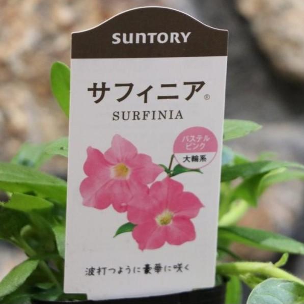 樂天商城 - サントリー サフィニア パステルピンク 3号ポット苗 ペチュニア 寄せ植え 花壇