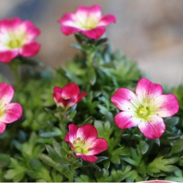 クモマグサ 苗の商品画像