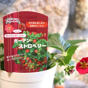 ガーデンストロベリー 3.5号鉢 四季なり イチゴ イチゴ苗 寄せ植え 花壇 鉢植え お洒落 オシャレ 可愛い 春の花 花 野菜 果物