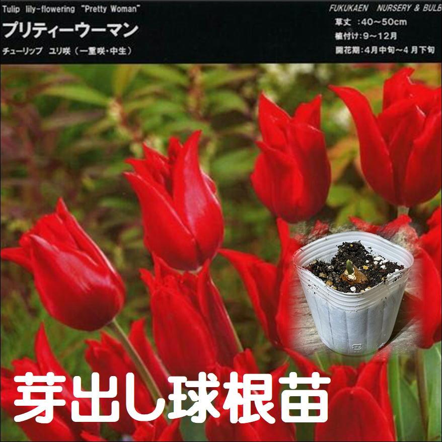 【球根・芽出し苗】 一重咲きチューリップ ユリ咲き プリティーウーマン 1球植え 3号ポット苗