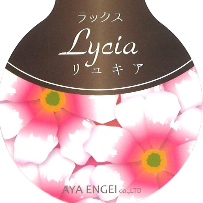 ラナンキュラス ラックス リュキア 4～5号ポット苗 寄せ植え 花壇 鉢植え お洒落 オシャレ 可愛い アンティーク 冬の花 春の花 花