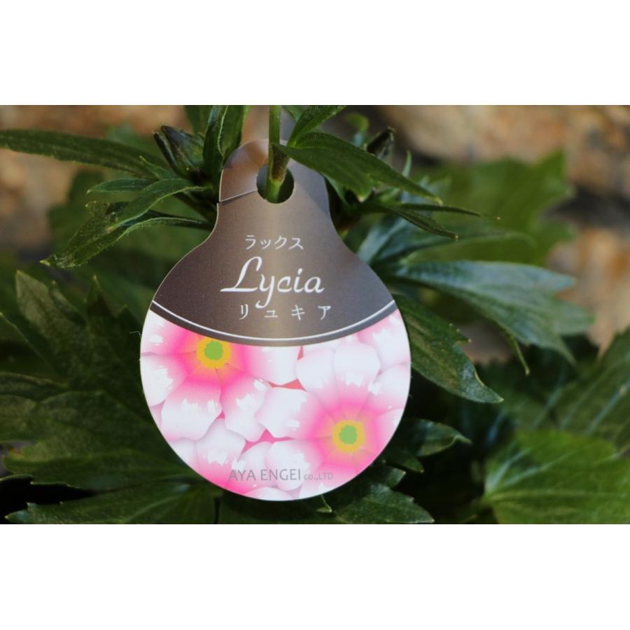 ��ʥ󥭥�饹 ��å��� ��奭�� 4��5��ݥå��� �󤻿��� ���� ȭ���� ��ޯ�� ������� �İ��� ����ƥ����� �ߤβ� �դβ� ��