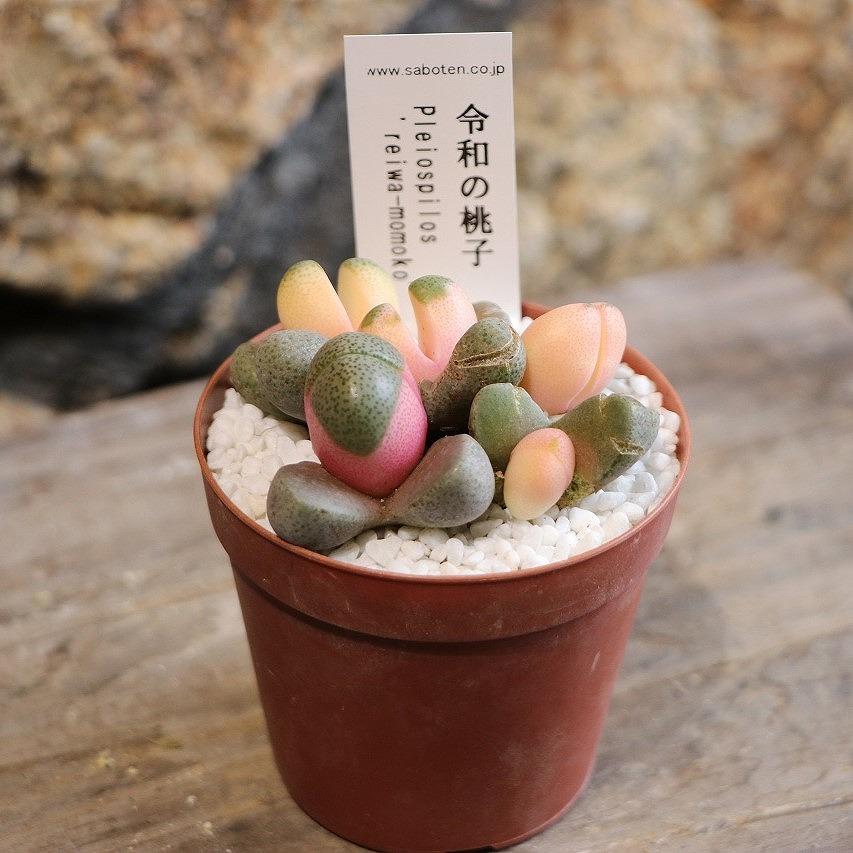 多肉植物 プレイオスピロス 令和の桃子 2.5号ポット苗 メセン お洒落 オシャレ インテリア 可愛い かわいい 希少種のサムネイル