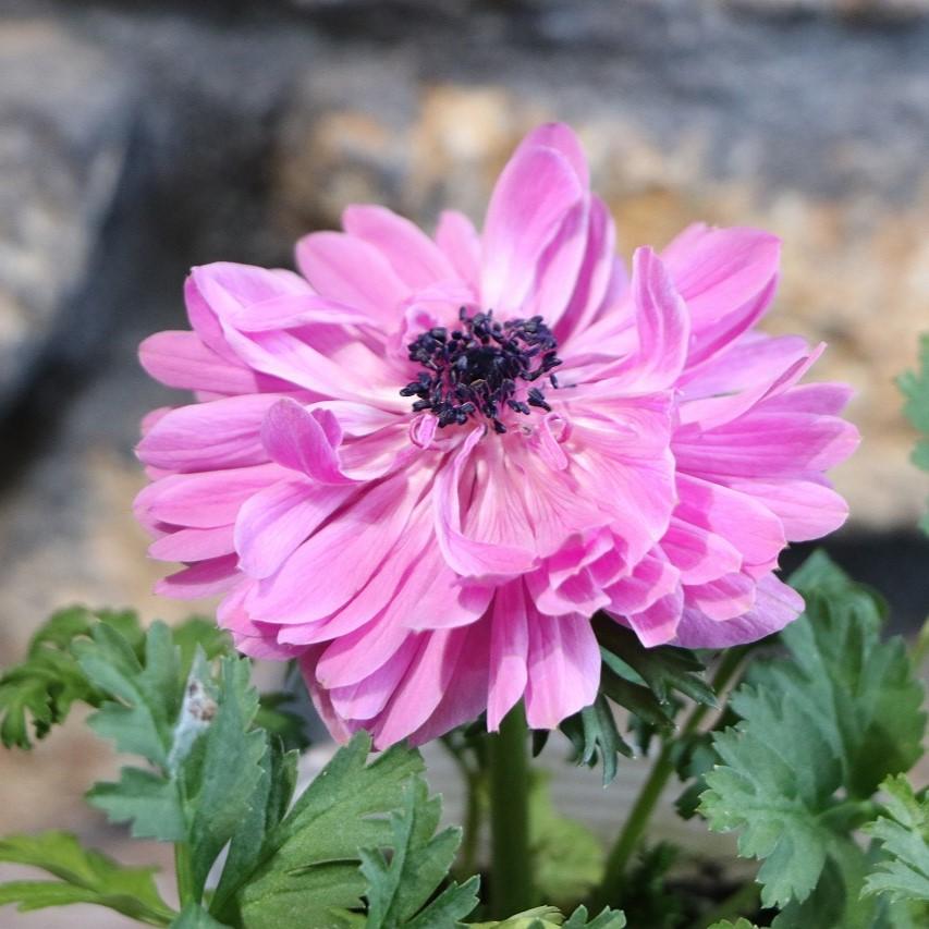 春に咲く丈夫なピンクの花♪寄せ植えに最適💐 - GP-Yamacho
