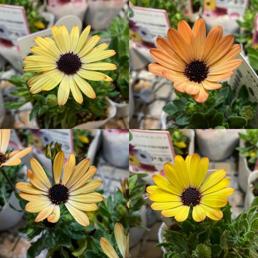 オステオスペルマム アキラ イエローミックス 3.5号ポット苗 寄せ植え 花壇 鉢植え お洒落 オシャレ 可愛い カワイイ 春の花 秋の花 冬の花 花