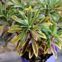 斑入り ユーフォルビア ゴールデンレインボー 3.5~4号ポット苗 寄せ植え 花壇 鉢植え お洒落 オシャレ 可愛い カワイイ カラーリーフ 春の花 花