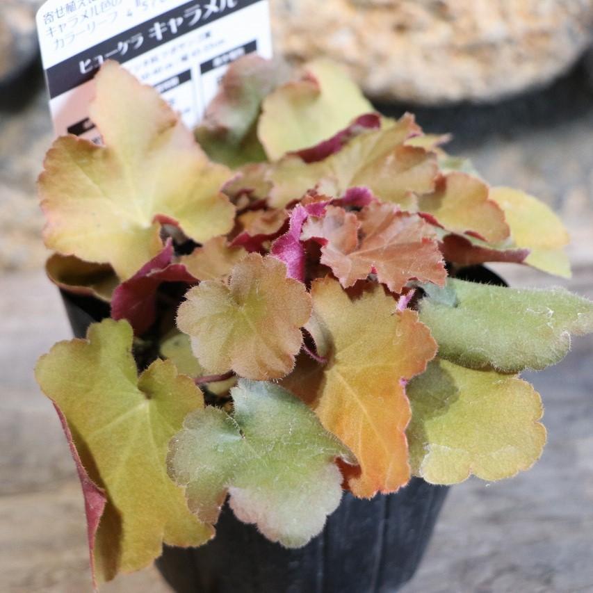 ヒューケラ キャラメル 3.5号ポット苗 寄せ植え 花壇 鉢植え お洒落 オシャレ シック シェードガーデン 日陰 カラーリーフ 夏の花 花のサムネイル