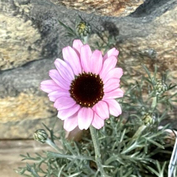 ローダンセマム リルピンク 3.5号ポット苗 寄せ植え 花壇のサムネイル