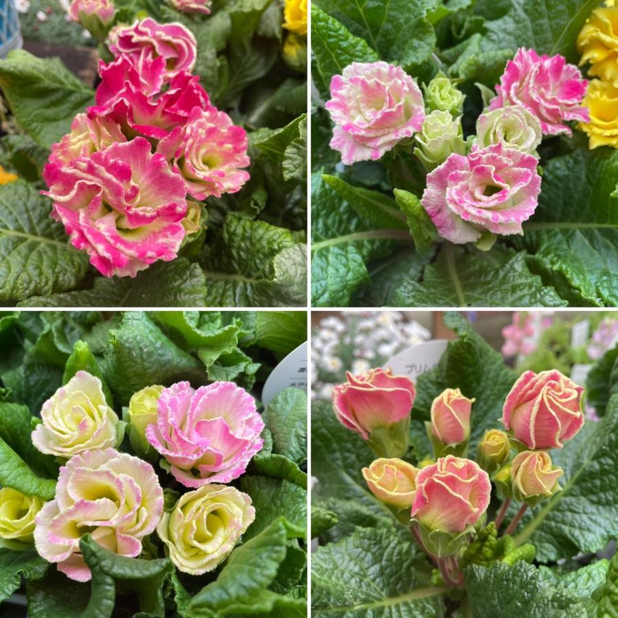 プリムラポリアンサ リボン ピンクミックス 3.5号ポット苗 ポリアンサ 寄せ植え 花壇 鉢植え お洒落 オシャレ 可愛い カワイイ シック 冬の花 春の花 花のサムネイル
