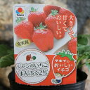 タキイ イチゴ苗 ジャンボイチゴ まんぷく2号 4号ポット苗