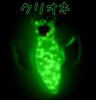 Rakuten - 蓄光ガラス ストラップ クリオネ 蓄光 夜光 光る 携帯ストラップ