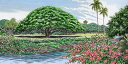 キャロル・コレット 「Moanalua Gardens II,Hawaii」Collette 手彩色銅版画選べる新品額付 国内 送料無料
