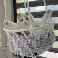 Grace Selectの猫ベッド ベッド 犬ベッド 猫用 ペット用ハンモックベッド ネコ ねこ ペットベッド 吊り下げ式 猫用 おしゃれ ネコ 猫用 手編み キャットタワー 小型犬 ハンモックベッド 取り付け簡単 洗える ハンモックベッド｜アングル2