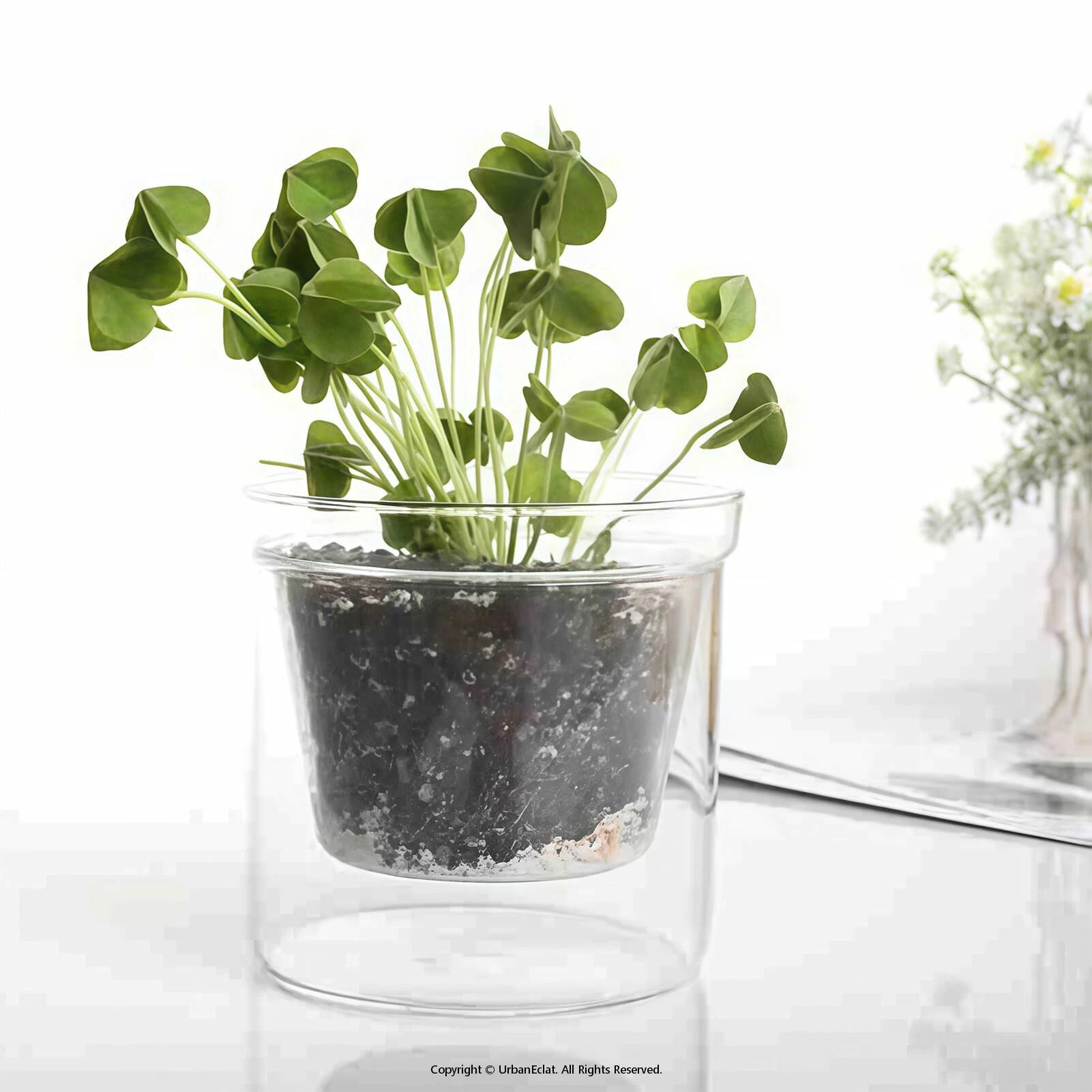 Rakuten - フラワーポット 蘭 鉢 ガラス 透明 二重構造 底面給水 プランター おしゃれ 観葉植物 植木鉢 多肉植物 園芸用品 鉢植え インテリア 水耕栽培 器 卓上 オフィス リビング