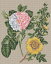メール便送料無料 クロスステッチ 刺繍キット Creative World Of Crafts Damask Rose & Yellow Rose/..
