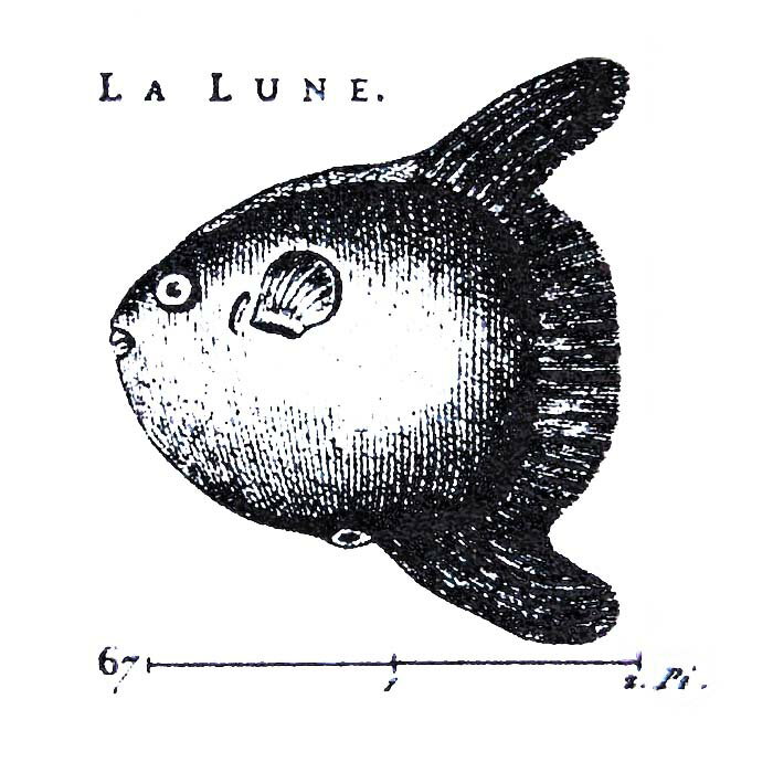 マンボウ アンマウント 輸入スタンプ アートスタンプ ゴム印・スタンプ