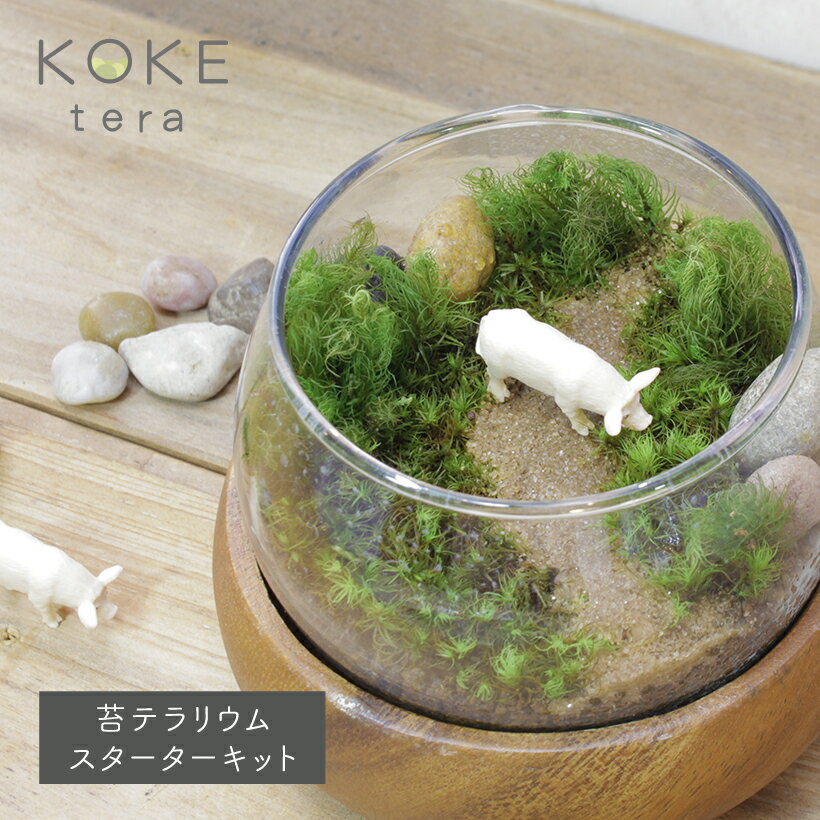 ＼父の日 ギフト／ 苔テラリウムキット 豚の防水フィギュア付き [箱庭 送料無料 栽培 育成 プレゼ ...