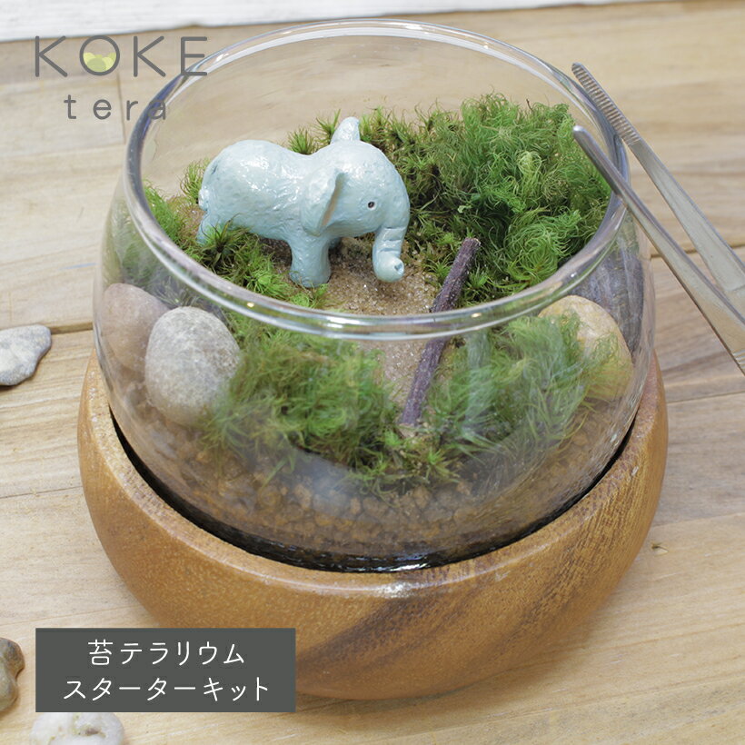 苔テラリウムキット ゾウの防水フィギュア付き [ギフト 育成 栽培 送料無料 コケテラリウム コケリウム テラリウム 箱庭 ハンドメイド インテリア 雑貨 ヒノキゴケ ヤマゴケ 観葉植物] 母の日 父の日 ギフト