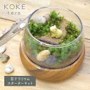 苔テラリウム 手作り キット （コケリウムキット） カピバラ 送料無料【テラリウム 箱庭 プレゼント ドライフラワー ハンドメイド インテリア 夏休み 記念日 誕生日 】