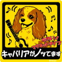 ペット ノッてますステッカー 【大判マグネットタイプ キャバリア】 愛犬を連れてノリノリで、ドライブにおでかけ〜♪
