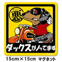 ペット ちょい悪ステッカー 【大判マグネットタイプ ダックス黒】 愛犬を連れてノリノリで、ドライブにおでかけ〜♪